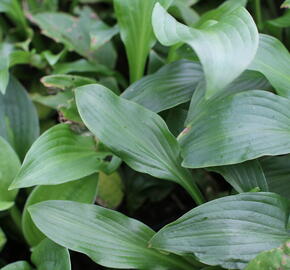Bohyška vlnitolistá - Hosta undulata