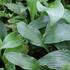 Hosta undulata.JPG
