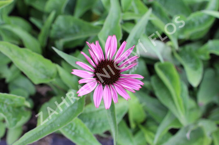 Třapatkovka nachová 'Prairie Splendor Compact Dark Rose' - Echinacea purpurea 'Prairie Splendor Compact Dark Rose'