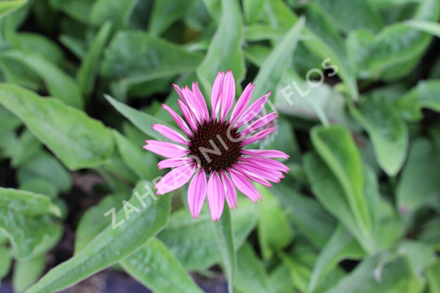 Třapatkovka nachová 'Prairie Splendor Compact Dark Rose' - Echinacea purpurea 'Prairie Splendor Compact Dark Rose'