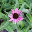 Třapatkovka nachová 'Prairie Splendor Compact Dark Rose' - Echinacea purpurea 'Prairie Splendor Compact Dark Rose'