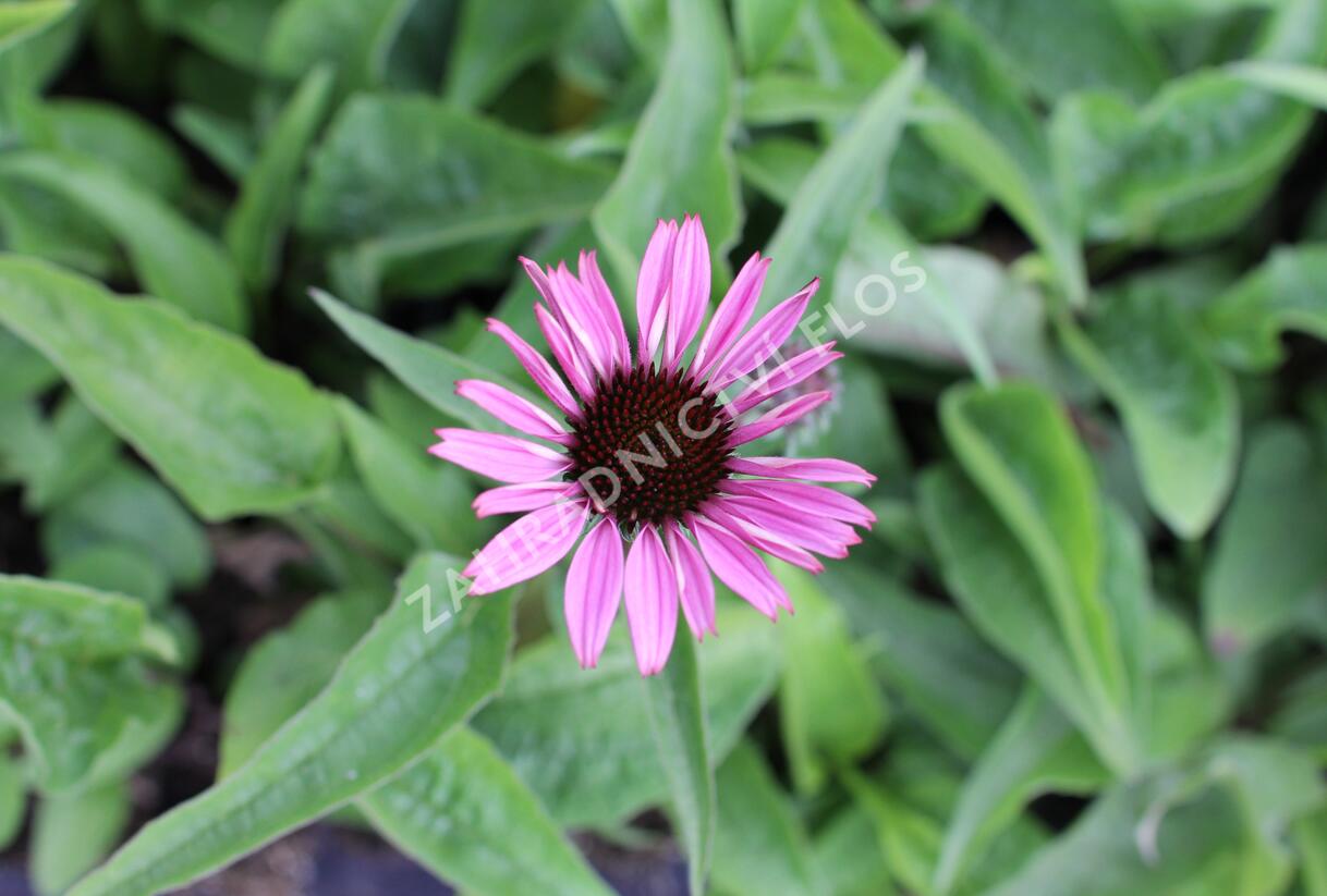 Třapatkovka nachová 'Prairie Splendor Compact Dark Rose' - Echinacea purpurea 'Prairie Splendor Compact Dark Rose'