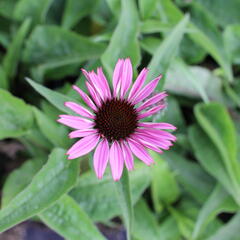 Třapatkovka nachová 'Prairie Splendor Compact Dark Rose' - Echinacea purpurea 'Prairie Splendor Compact Dark Rose'