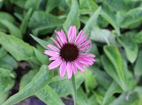 Třapatkovka nachová 'Prairie Splendor Compact Dark Rose' - Echinacea purpurea 'Prairie Splendor Compact Dark Rose'