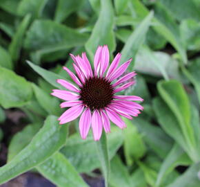 Třapatkovka nachová 'Prairie Splendor Compact Dark Rose' - Echinacea purpurea 'Prairie Splendor Compact Dark Rose'