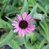 Echinacea purpurea 'Prairie Splendor Compact Dark Rose'.JPG