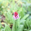 Prvosenka vstavačokvětá - Primula vialii