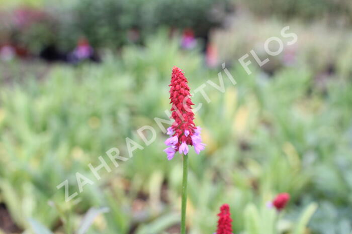 Prvosenka vstavačokvětá - Primula vialii
