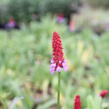 Prvosenka vstavačokvětá - Primula vialii