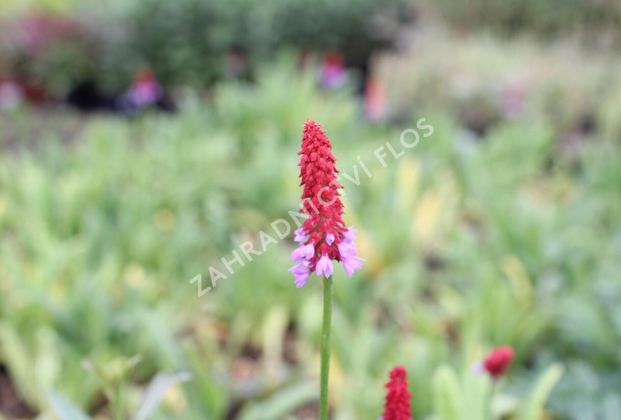 Prvosenka vstavačokvětá - Primula vialii