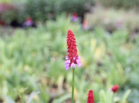 Prvosenka vstavačokvětá - Primula vialii