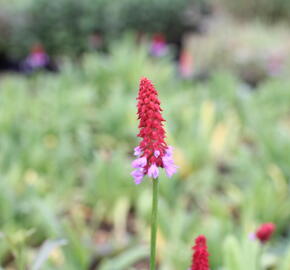 Prvosenka vstavačokvětá - Primula vialii