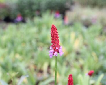 Prvosenka vstavačokvětá