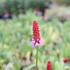Primula vialii.JPG