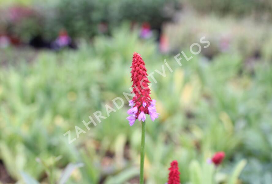 Prvosenka vstavačokvětá - Primula vialii