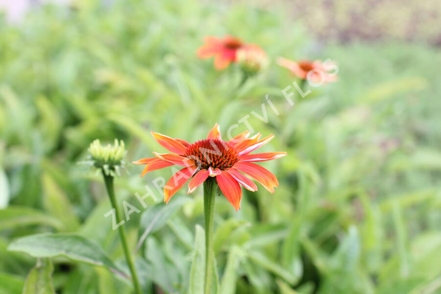 Třapatkovka nachová 'Prairie Blaze Orange Sunset' - Echinacea purpurea 'Prairie Blaze Orange Sunset'