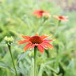 Třapatkovka nachová 'Prairie Blaze Orange Sunset' - Echinacea purpurea 'Prairie Blaze Orange Sunset'