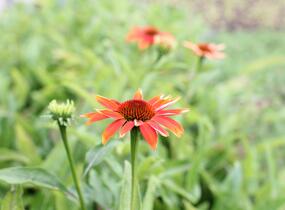 Třapatkovka nachová 'Prairie Blaze Orange Sunset' - Echinacea purpurea 'Prairie Blaze Orange Sunset'