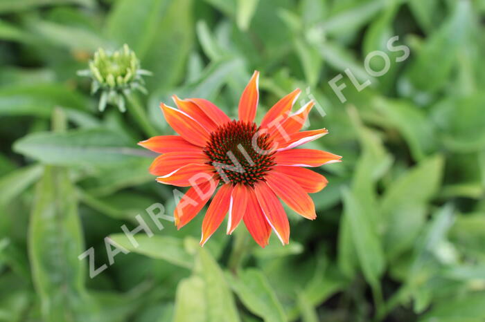 Třapatkovka nachová 'Prairie Blaze Orange Sunset' - Echinacea purpurea 'Prairie Blaze Orange Sunset'