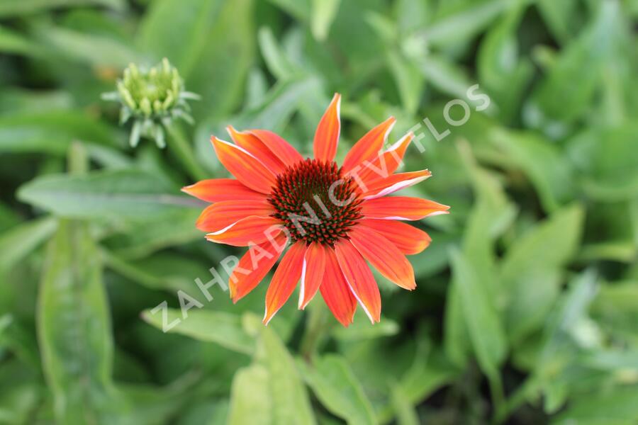 Třapatkovka nachová 'Prairie Blaze Orange Sunset' - Echinacea purpurea 'Prairie Blaze Orange Sunset'