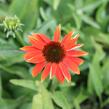 Třapatkovka nachová 'Prairie Blaze Orange Sunset' - Echinacea purpurea 'Prairie Blaze Orange Sunset'