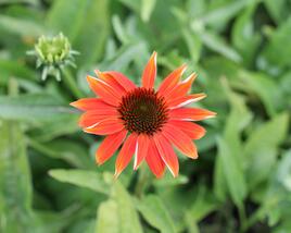 Třapatkovka nachová 'Prairie Blaze Orange Sunset'