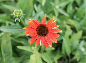 Třapatkovka nachová 'Prairie Blaze Orange Sunset' - Echinacea purpurea 'Prairie Blaze Orange Sunset'