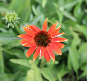 Třapatkovka nachová 'Prairie Blaze Orange Sunset' - Echinacea purpurea 'Prairie Blaze Orange Sunset'
