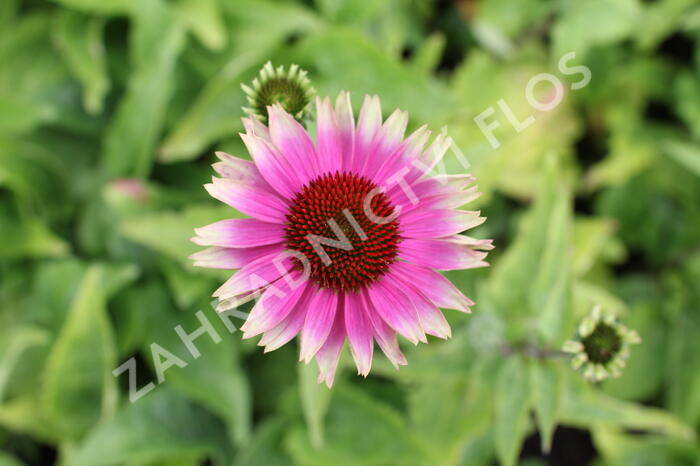 Třapatkovka nachová 'Prairie Blaze Vintage Lime' - Echinacea purpurea 'Prairie Blaze Vintage Lime'