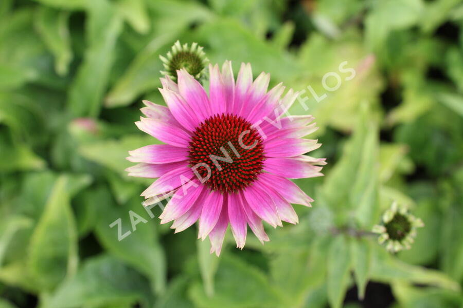 Třapatkovka nachová 'Prairie Blaze Vintage Lime' - Echinacea purpurea 'Prairie Blaze Vintage Lime'