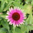 Třapatkovka nachová 'Prairie Blaze Vintage Lime' - Echinacea purpurea 'Prairie Blaze Vintage Lime'