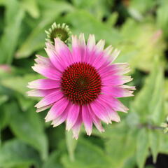 Třapatkovka nachová 'Prairie Blaze Vintage Lime' - Echinacea purpurea 'Prairie Blaze Vintage Lime'