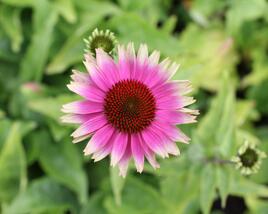 Třapatkovka nachová 'Prairie Blaze Vintage Lime'