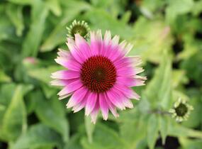 Třapatkovka nachová 'Prairie Blaze Vintage Lime' - Echinacea purpurea 'Prairie Blaze Vintage Lime'