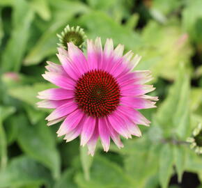 Třapatkovka nachová 'Prairie Blaze Vintage Lime' - Echinacea purpurea 'Prairie Blaze Vintage Lime'