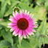 Echinacea purpurea 'Prairie Blaze Vintage Lime'_02.JPG