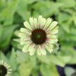 Třapatkovka nachová 'Prairie Blaze Vintage Lime' - Echinacea purpurea 'Prairie Blaze Vintage Lime'
