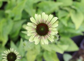 Třapatkovka nachová 'Prairie Blaze Vintage Lime' - Echinacea purpurea 'Prairie Blaze Vintage Lime'