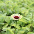 Třapatkovka nachová 'Prairie Blaze Vintage Lime' - Echinacea purpurea 'Prairie Blaze Vintage Lime'