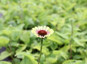 Třapatkovka nachová 'Prairie Blaze Vintage Lime' - Echinacea purpurea 'Prairie Blaze Vintage Lime'