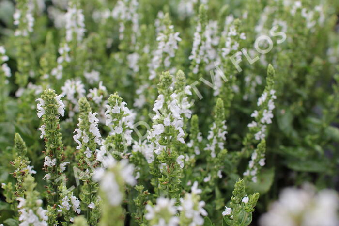 Šalvěj nádherná 'Merleau White' - Salvia superba 'Merleau White'