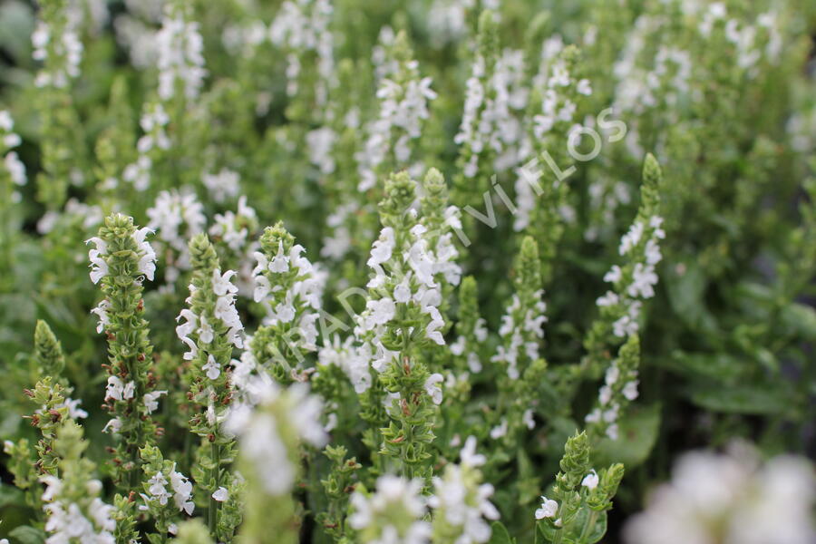 Šalvěj nádherná 'Merleau White' - Salvia superba 'Merleau White'
