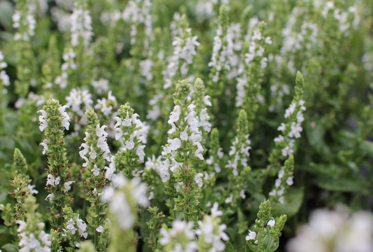 Šalvěj nádherná 'Merleau White' - Salvia superba 'Merleau White'