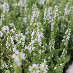 Šalvěj nádherná 'Merleau White' - Salvia superba 'Merleau White'