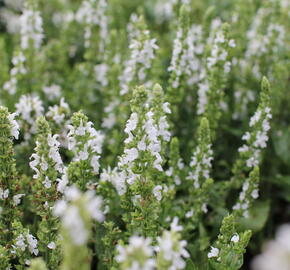 Šalvěj nádherná 'Merleau White' - Salvia superba 'Merleau White'