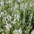Salvia superba 'Merleau White'_01.JPG