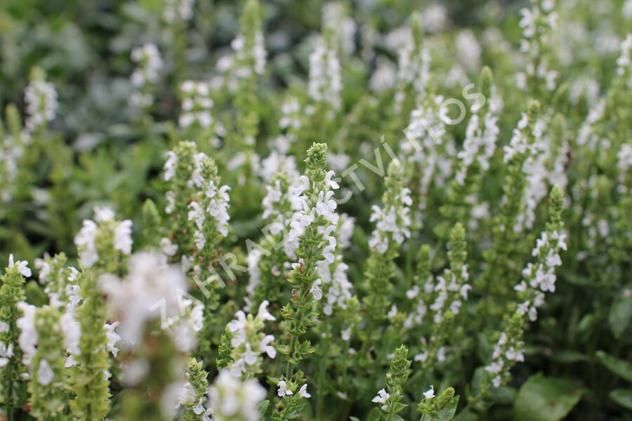 Šalvěj nádherná 'Merleau White' - Salvia superba 'Merleau White'
