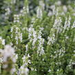 Šalvěj nádherná 'Merleau White' - Salvia superba 'Merleau White'