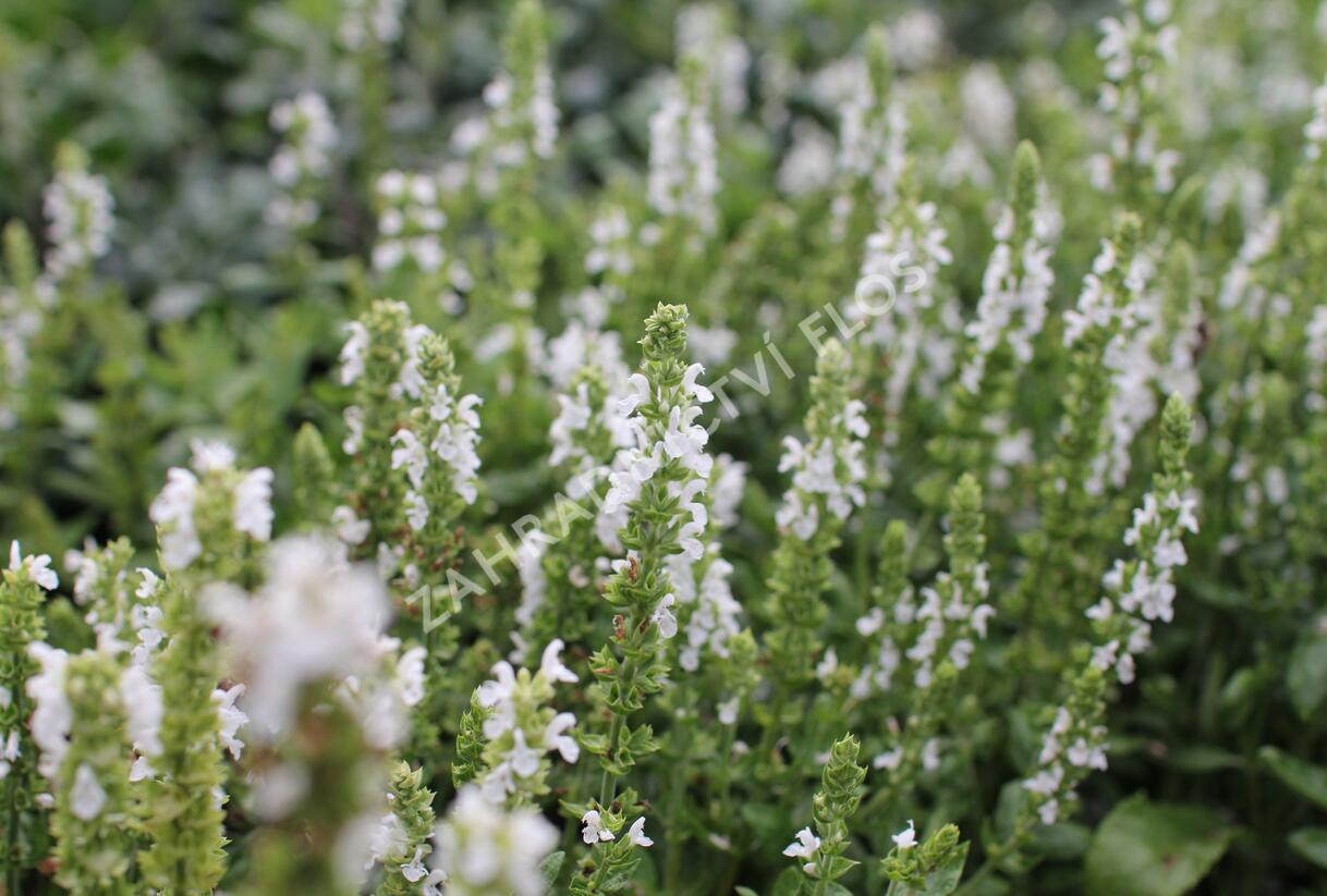Šalvěj nádherná 'Merleau White' - Salvia superba 'Merleau White'