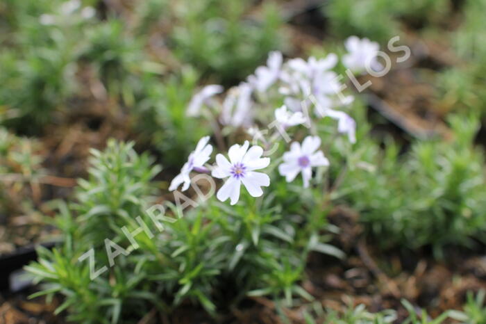 Plamenka šídlovitá 'Pharao Blue Eye' - Phlox subulata 'Pharao Blue Eye'